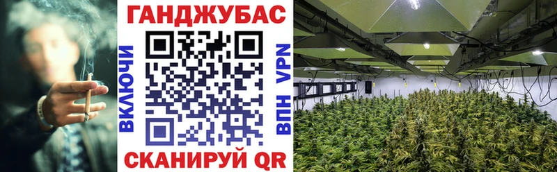 Конопля ГИДРОПОН Новосокольники
